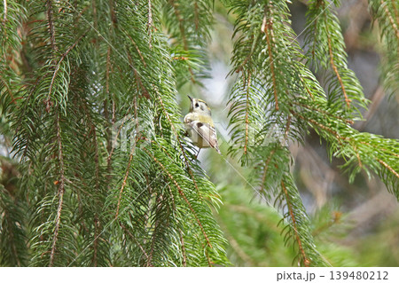 キクイタダキ　菊戴　鶎　Regulus regulus　北海道の野鳥 139480212