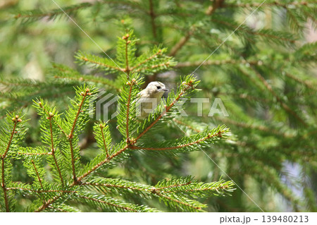 キクイタダキ　菊戴　鶎　Regulus regulus　北海道の野鳥 139480213