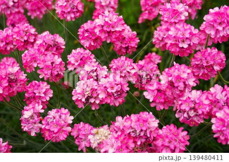 ハマカンザシの花 ハマカンザシの花 139480411