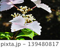 淡いピンク色のガクアジサイの花　初夏の自然背景 139480817