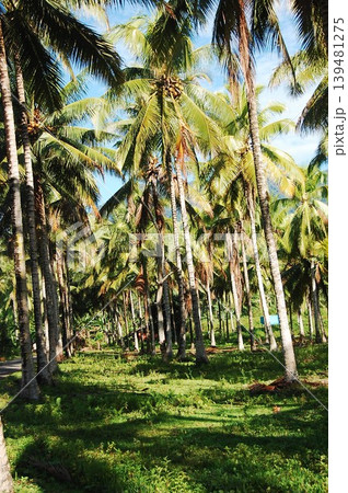 Beautiful Surroundings Gorontalo - Nature Culture 139481275