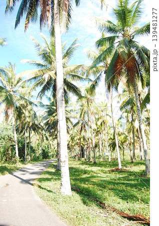 Beautiful Surroundings Gorontalo - Nature Culture 139481277