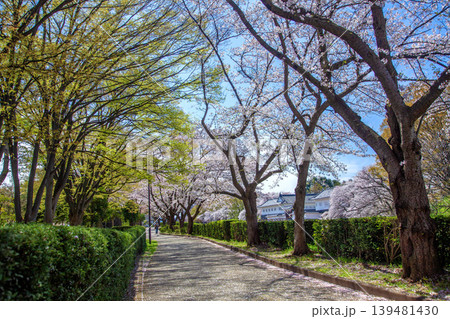 桜の遊歩道 桜の遊歩道 139481430