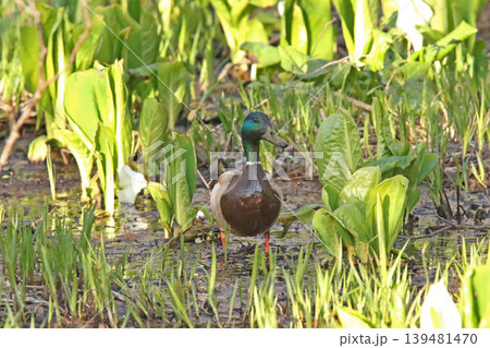 水芭蕉咲く湿地で泥まみれで水草を食べるマガモ　真鴨　Anas platyrhynchos　北海道の野 139481470