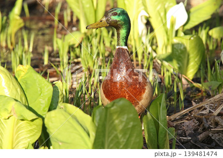 水芭蕉咲く湿地で泥まみれで水草を食べるマガモ　真鴨　Anas platyrhynchos　北海道の野 139481474