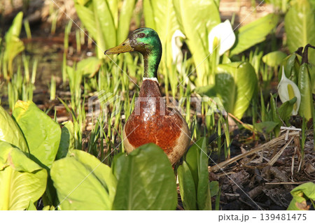 水芭蕉咲く湿地で泥まみれで水草を食べるマガモ　真鴨　Anas platyrhynchos　北海道の野 139481475