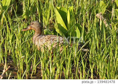 水芭蕉咲く湿地で泥まみれで水草を食べるマガモ 真鴨 Anas platyrhynchos 北海道の野 水芭蕉咲く湿地で泥まみれで水草を食べるマガモ 真鴨 Anas platyrhynchos 北海道の野 139481478