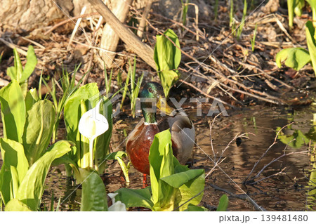 水芭蕉咲く湿地で泥まみれで水草を食べるマガモ 真鴨 Anas platyrhynchos 北海道の野 水芭蕉咲く湿地で泥まみれで水草を食べるマガモ 真鴨 Anas platyrhynchos 北海道の野 139481480