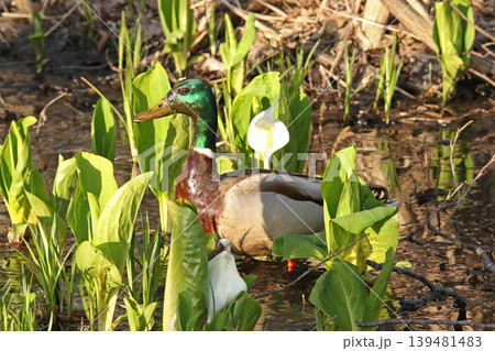 水芭蕉咲く湿地で泥まみれで水草を食べるマガモ 真鴨 Anas platyrhynchos 北海道の野 水芭蕉咲く湿地で泥まみれで水草を食べるマガモ 真鴨 Anas platyrhynchos 北海道の野 139481483