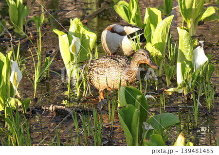 水芭蕉咲く湿地で泥まみれで水草を食べるマガモ 真鴨 Anas platyrhynchos 北海道の野 水芭蕉咲く湿地で泥まみれで水草を食べるマガモ 真鴨 Anas platyrhynchos 北海道の野 139481485