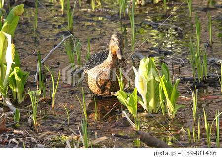 水芭蕉咲く湿地で泥まみれで水草を食べるマガモ　真鴨　Anas platyrhynchos　北海道の野 139481486