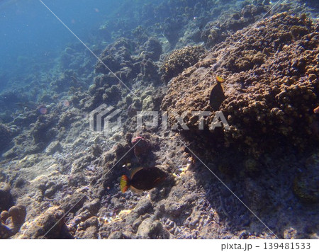 beautiful coral at blue sea with waves and blue sky, Gorontalo, Indonesia 139481533
