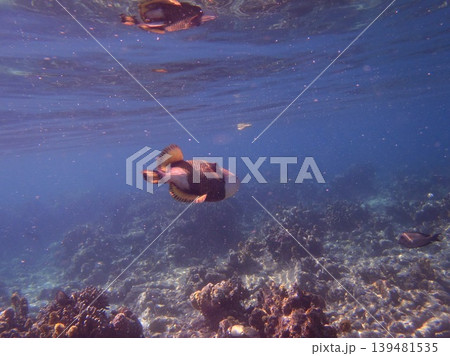 beautiful coral at blue sea with waves and blue sky, Gorontalo, Indonesia 139481535