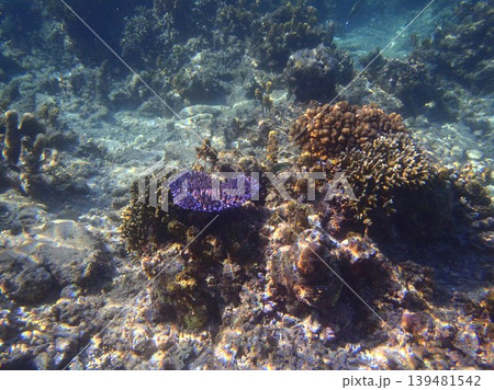 beautiful coral at blue sea with waves and blue sky, Gorontalo, Indonesia 139481542