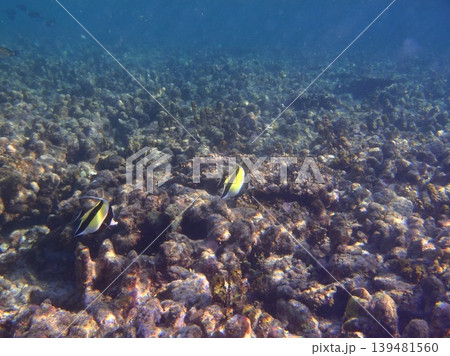 beautiful coral at blue sea with waves and blue sky, Gorontalo, Indonesia 139481560