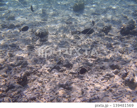 beautiful coral at blue sea with waves and blue sky, Gorontalo, Indonesia beautiful coral at blue sea with waves and blue sky, Gorontalo, Indonesia 139481569