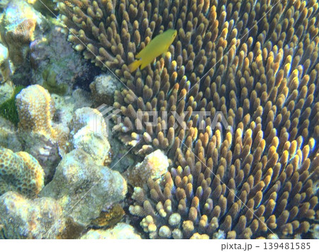 beautiful coral at blue sea with waves and blue sky, Gorontalo, Indonesia 139481585