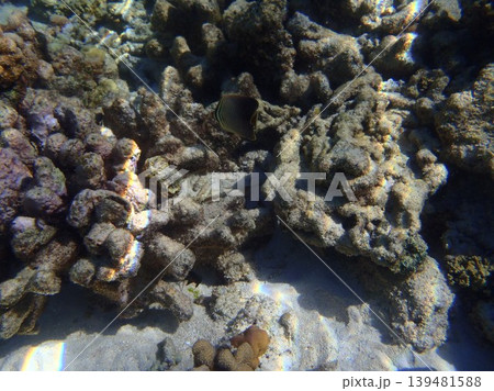 beautiful coral at blue sea with waves and blue sky, Gorontalo, Indonesia 139481588