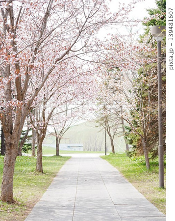 北海道の春風景 モエレ沼公園 エゾヤマサクラ 北海道の春風景 モエレ沼公園 エゾヤマサクラ 139481607