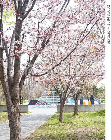 北海道の春風景 モエレ沼公園 エゾヤマサクラ 北海道の春風景 モエレ沼公園 エゾヤマサクラ 139481632