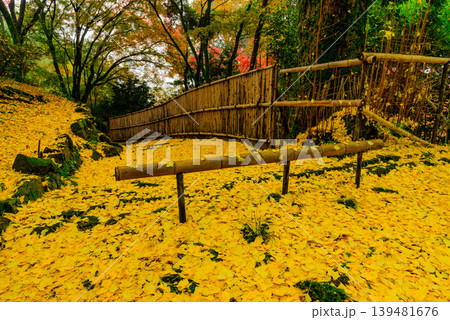 京都 金蔵寺 イチョウの落ち葉で真っ黄色に染まる石畳と竹垣の参道 11月 京都 金蔵寺 イチョウの落ち葉で真っ黄色に染まる石畳と竹垣の参道 11月 139481676