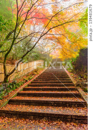 京都 金蔵寺 散り紅葉の石段が本堂へ続く風景 縦構図 晩秋 139481679