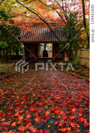 京都 金蔵寺 境内から見下ろす山門と敷き紅葉の石段 縦構図 晩秋 京都 金蔵寺 境内から見下ろす山門と敷き紅葉の石段 縦構図 晩秋 139481680