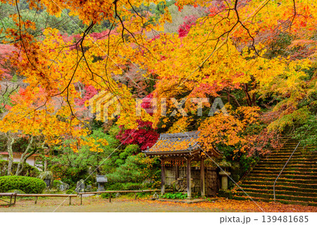 京都 金蔵寺の秋 本堂広場の敷き紅葉と干し柿が吊るされた手水舎 139481685
