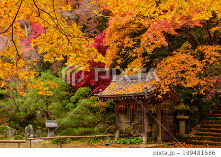 京都 金蔵寺の秋 本堂広場の敷き紅葉と干し柿が吊るされた手水舎 139481686