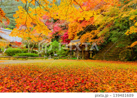 京都 金蔵寺の秋 本堂広場の敷き紅葉と干し柿が吊るされた手水舎 京都 金蔵寺の秋 本堂広場の敷き紅葉と干し柿が吊るされた手水舎 139481689