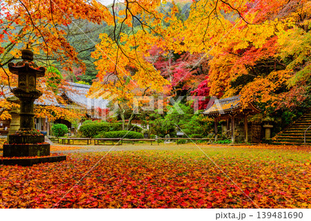 京都 金蔵寺の秋 本堂広場の敷き紅葉と干し柿が吊るされた手水舎 京都 金蔵寺の秋 本堂広場の敷き紅葉と干し柿が吊るされた手水舎 139481690