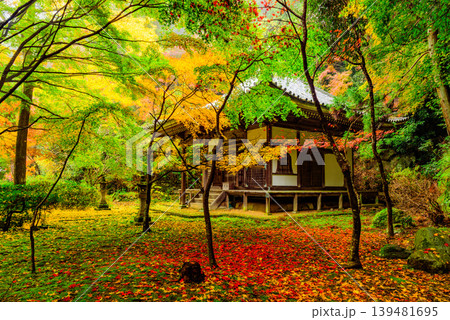 京都 金蔵寺 開山堂を彩る色とりどりの紅葉と敷き詰められた落ち葉 139481695