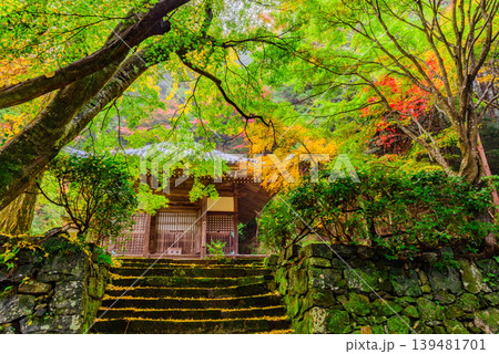 京都 金蔵寺 苔むした石段と紅葉に包まれる開山堂の風景 11月 京都 金蔵寺 苔むした石段と紅葉に包まれる開山堂の風景 11月 139481701