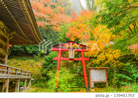京都 金蔵寺 本堂を彩る色とりどりの紅葉と権現堂へ続く鳥居 11月 京都 金蔵寺 本堂を彩る色とりどりの紅葉と権現堂へ続く鳥居 11月 139481703