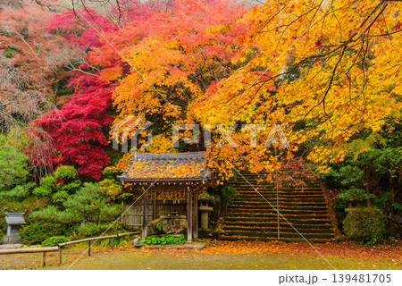 京都 金蔵寺の秋 本堂広場の敷き紅葉と干し柿が吊るされた手水舎 京都 金蔵寺の秋 本堂広場の敷き紅葉と干し柿が吊るされた手水舎 139481705