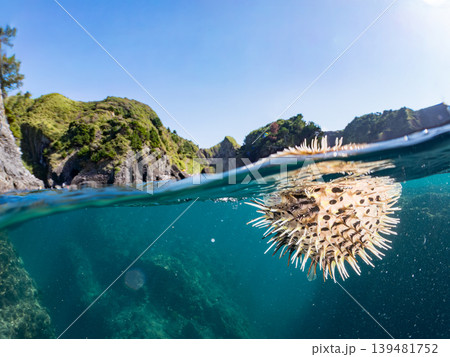ハリセンボン。他。 ヒリゾ浜南伊豆町中木 静岡県伊豆半島-2025 日本有数のシュノーケリングスポッ 139481752