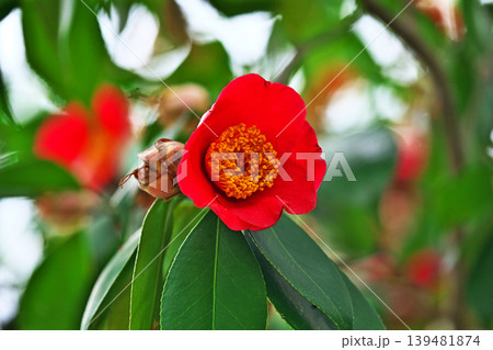 赤いツバキの花(春、四月) 赤いツバキの花(春、四月) 139481874