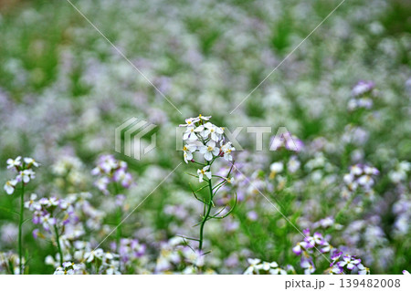 白いハマダイコンの花(春、四月) 白いハマダイコンの花(春、四月) 139482008