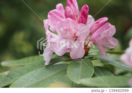 ピンクのシャクナゲの花 ピンクのシャクナゲの花 139482099