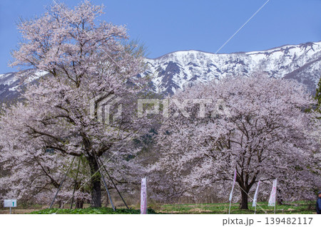 置賜さくら回廊釜の越農村公園 139482117