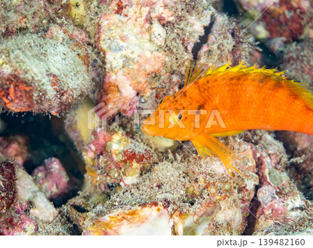 美しいオキゴンベ幼魚他。ヒリゾ浜南伊豆町中木 静岡県伊豆半島 日本有数のシュノーケリングスポット 美しいオキゴンベ幼魚他。ヒリゾ浜南伊豆町中木 静岡県伊豆半島 日本有数のシュノーケリングスポット 139482160
