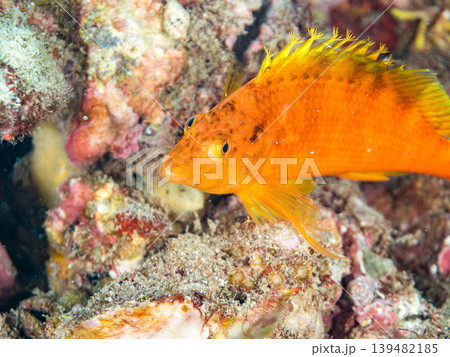 美しいオキゴンベ幼魚他。ヒリゾ浜南伊豆町中木 静岡県伊豆半島 日本有数のシュノーケリングスポット 139482185