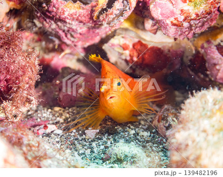 美しいオキゴンベ幼魚他。ヒリゾ浜南伊豆町中木 静岡県伊豆半島 日本有数のシュノーケリングスポット 139482196