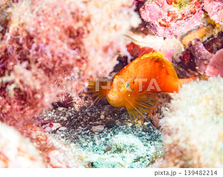 美しいオキゴンベ幼魚他。ヒリゾ浜南伊豆町中木 静岡県伊豆半島 日本有数のシュノーケリングスポット 139482214
