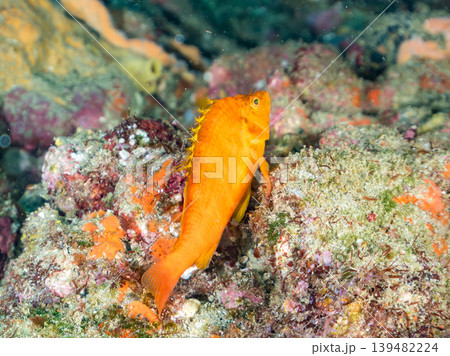 美しいオキゴンベ幼魚他。ヒリゾ浜南伊豆町中木 静岡県伊豆半島 日本有数のシュノーケリングスポット 139482224