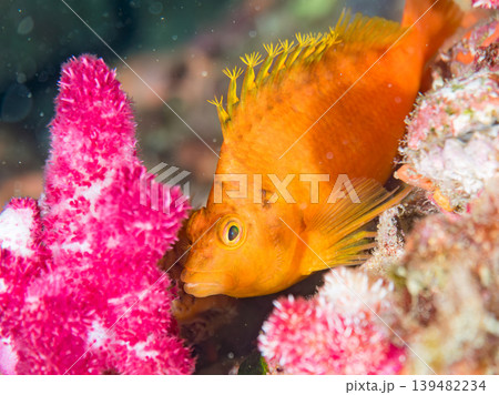美しいオキゴンベ幼魚他。ヒリゾ浜南伊豆町中木 静岡県伊豆半島 日本有数のシュノーケリングスポット 美しいオキゴンベ幼魚他。ヒリゾ浜南伊豆町中木 静岡県伊豆半島 日本有数のシュノーケリングスポット 139482234