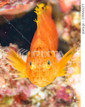 美しいオキゴンベ幼魚他。ヒリゾ浜南伊豆町中木 静岡県伊豆半島 日本有数のシュノーケリングスポット 139482277