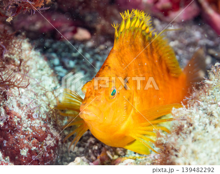 美しいオキゴンベ幼魚他。ヒリゾ浜南伊豆町中木 静岡県伊豆半島 日本有数のシュノーケリングスポット 美しいオキゴンベ幼魚他。ヒリゾ浜南伊豆町中木 静岡県伊豆半島 日本有数のシュノーケリングスポット 139482292