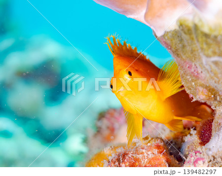 美しいオキゴンベ幼魚他。ヒリゾ浜南伊豆町中木 静岡県伊豆半島 日本有数のシュノーケリングスポット 139482297