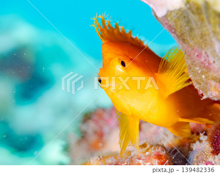 美しいオキゴンベ幼魚他。ヒリゾ浜南伊豆町中木 静岡県伊豆半島 日本有数のシュノーケリングスポット 139482336